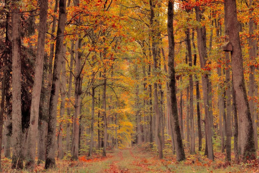 forest 7580700 1280